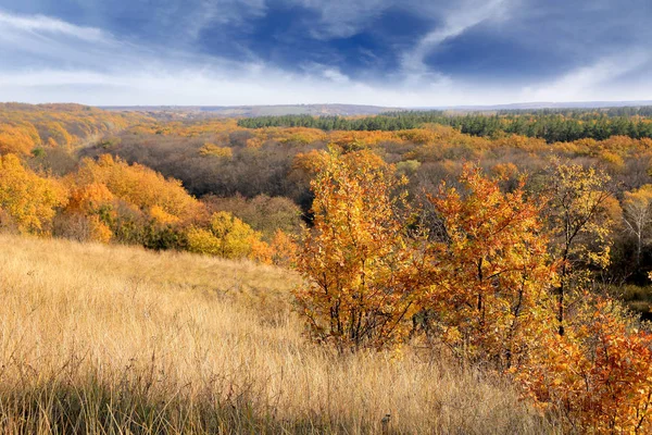 Pěkná Podzimní Krajina Stromy Louce Lese — Stock fotografie