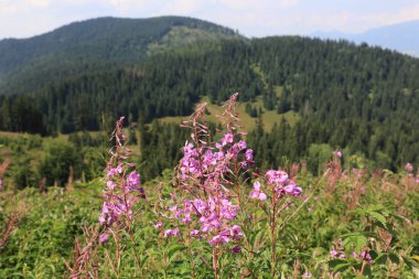 Mountains, Slovakya için yeşil çayır üzerinde güzel kır çiçekleri