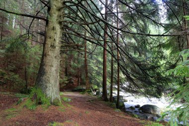 patway derin ormana büyük ağacın yakınındaki