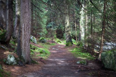büyük ağaçlar çam ormanı arasında yolu
