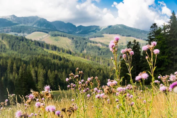 Paysage Avec Prairie Fleurs Montagne — Photo