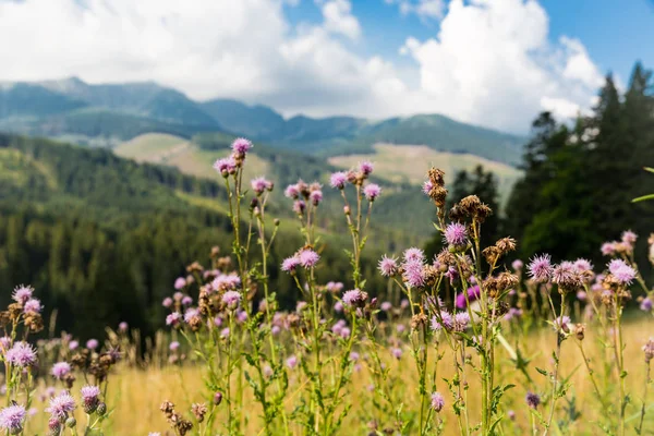 Kır Çiçekleri Dağlarında Çayır Üzerinde — Stok fotoğraf
