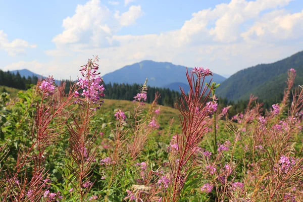 Fleurs Sauvages Sur Les Montagnes Medow Dans Journée Ensoleillée — Photo