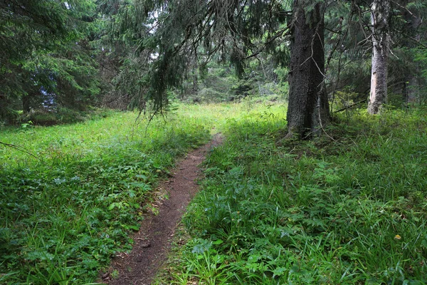 Ścieżka Zielonym Lesie — Zdjęcie stockowe