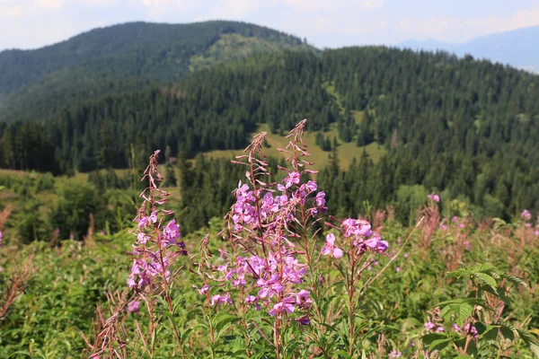 Schöne Wildblumen Auf Grünen Wiesen Den Bergen Slowakei — Stockfoto