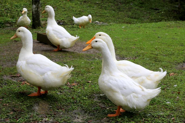 Gansos Prado Verde Una Granja — Foto de Stock