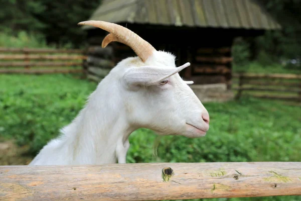 Funny Goat Rural Farm — Stock Photo, Image