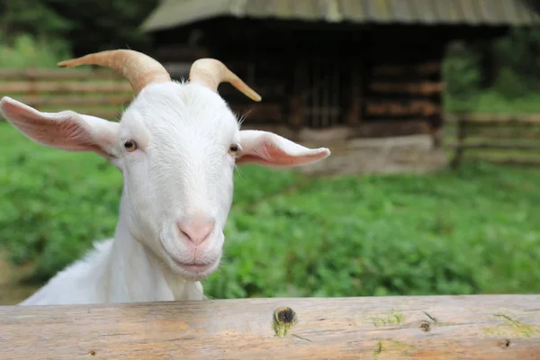 White Funny Goat Rural Farm — Stock Photo, Image