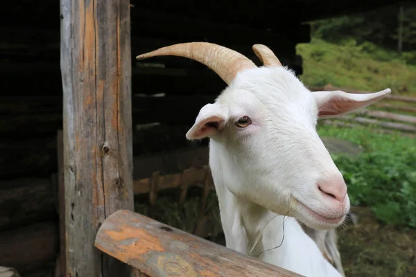 White Goat Rural Farm Village — Stock Photo, Image