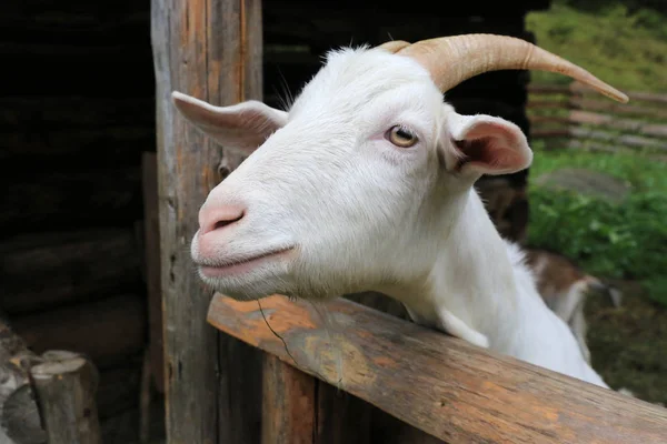 Portrait Rural Goat Farm — Stock Photo, Image