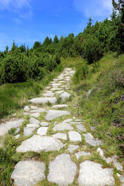Stone Pathway Green Forest Mountains Slovakia — Stock Photo, Image