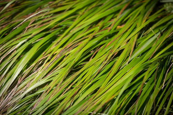 Verde Erba Astratto Sfondo Naturale — Foto Stock