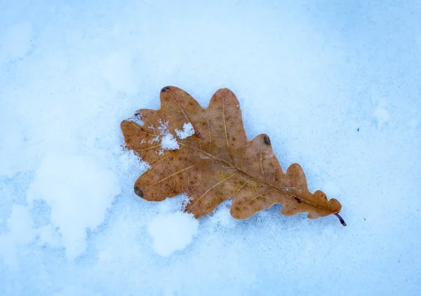 Trockenes Eichenblatt Auf Blauer Schneeoberfläche — Stockfoto