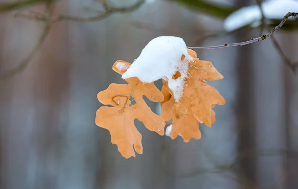 Feuilles Chêne Sec Sur Branche Avec Neige — Photo