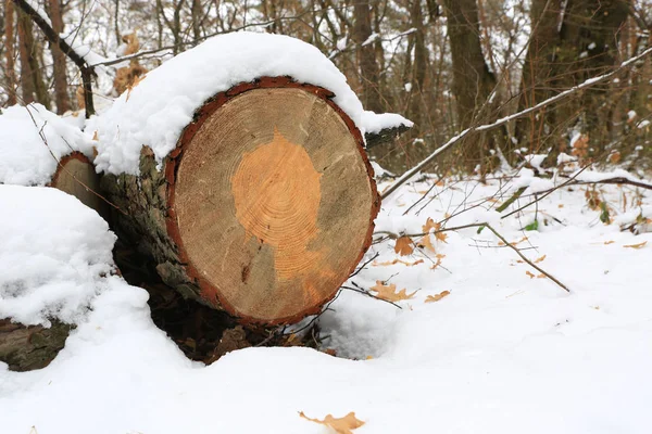 Houten Boomstam Winterbos Onder Sneeuw — Stockfoto
