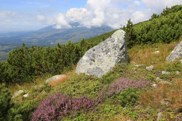 野生の花 スロバキアの Tatas の間で山の牧草地で古い石 — ストック写真