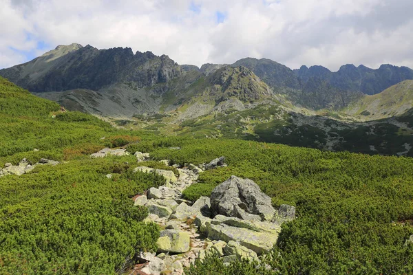 Caminho Pedra Entre Xisto Conífero Verde Nas Montanhas Tatras Nas — Fotografia de Stock