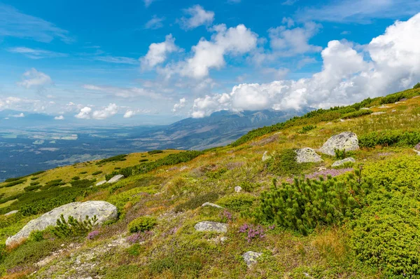 Bonito Prado Montaña Tatras Eslovaquia — Foto de Stock