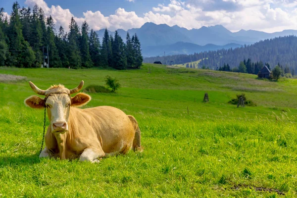 Krowa Pastwisku Zielona Góra — Zdjęcie stockowe