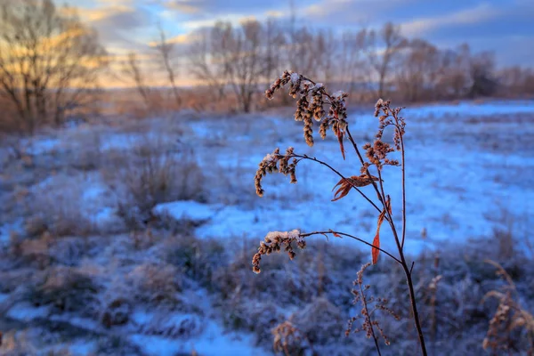 Замороженная Трава Лугу Ранним Утром — стоковое фото