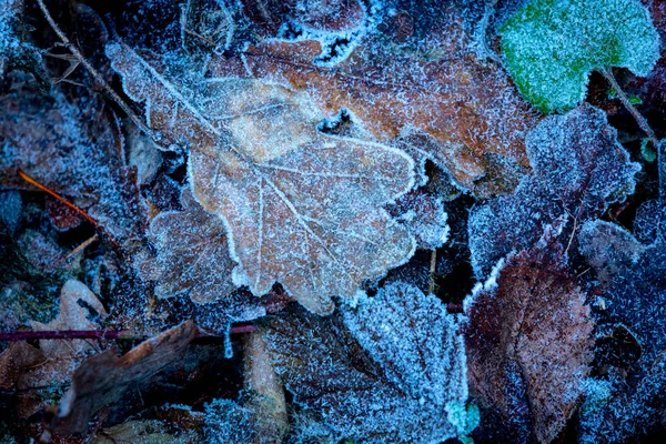 Fondo Natural Abstracto Con Hoja Roble Esmerilado —  Fotos de Stock