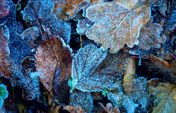 Abstrakte Gefrorene Blatt Natuellen Hintergrund — Stockfoto