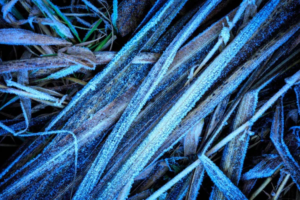 Flozen Grass Abstract Natural Background — Stock Photo, Image