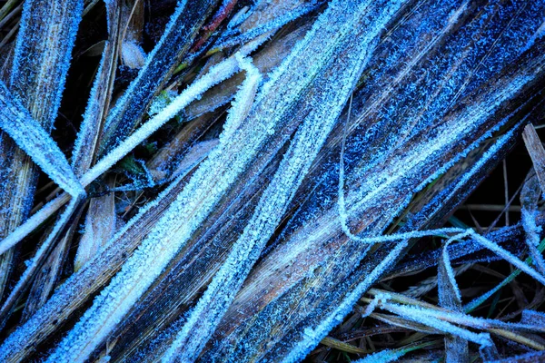 Frozen grass background — Stock Photo, Image