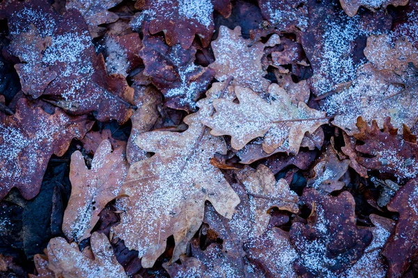 Bevroren Eiken Gebladerte Abstracte Natuurlijke Achtergrond — Stockfoto