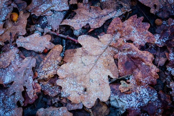 Bonito Fondo Con Hojas Roble Escarcha —  Fotos de Stock