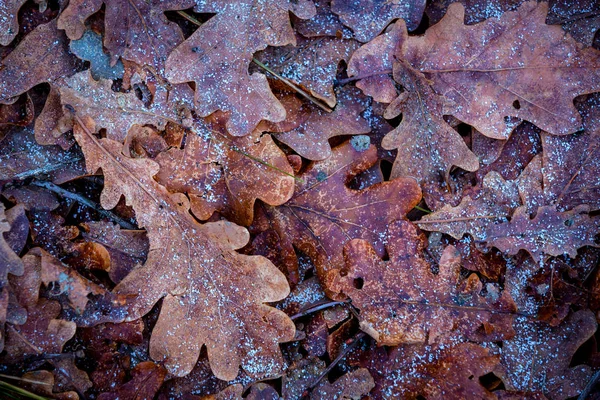 Hojas Roble Congelado Fondo Natural Abstracto —  Fotos de Stock