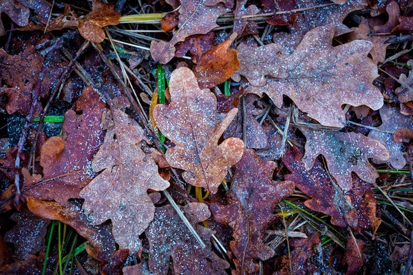 Foglia Quercia Gelo Sfondo Astratto — Foto Stock