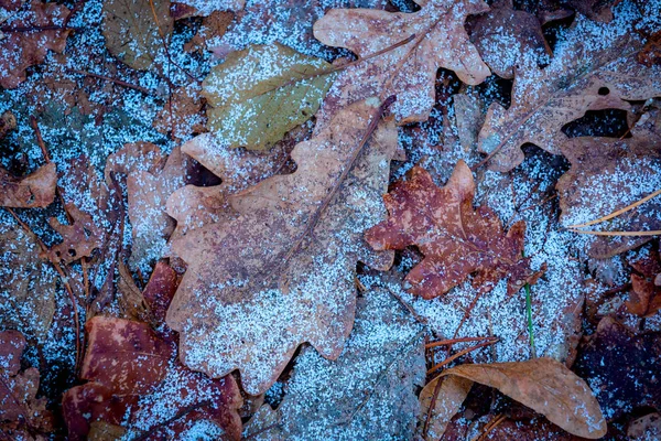 Mooie Abstracte Achtergrond Met Bevroren Eiken Leafage — Stockfoto