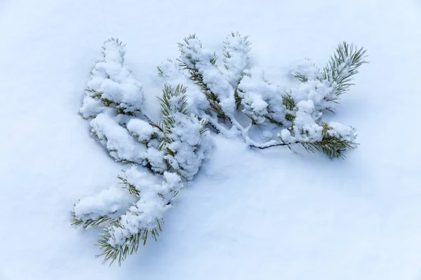 Abstract Pine Brunch Snow — Stock Photo, Image