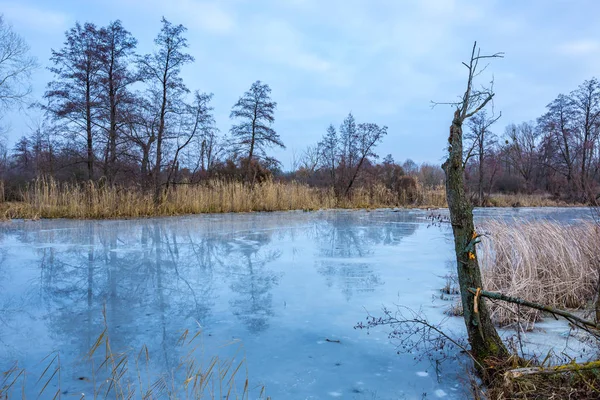 现场与冰封的湖泊在森林 — 图库照片