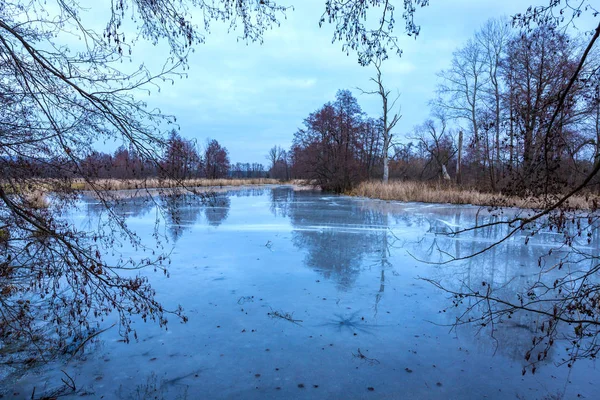 Scen Med Gamla Frusen Sjö Skogen — Stockfoto