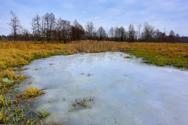 Маленькое Замерзшее Озеро Лесном Лугу Зимой — стоковое фото