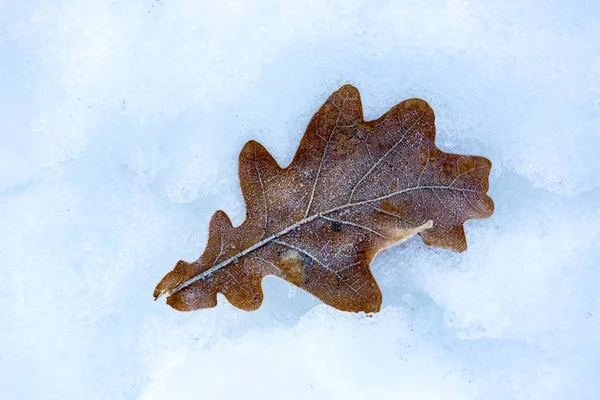 在雪的表面上提取冷冻橡树叶 — 图库照片