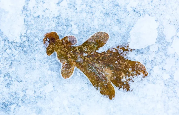 Bella Foglia Quercia Congelata Nella Neve — Foto Stock