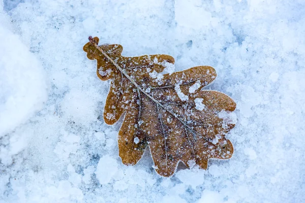 Güzel Soyut Donmuş Meşe Yaprağı Karda — Stok fotoğraf