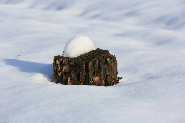 雪の草原に古い木製の切り株 — ストック写真