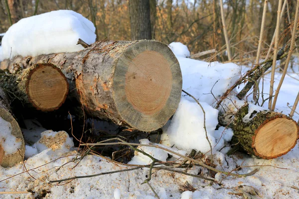 Dřevěná Polena Pod Sněhem Zimním Lese — Stock fotografie