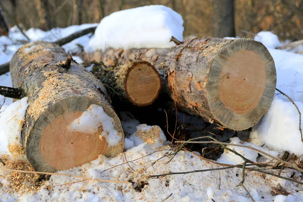 Scéna Čerstvě Řezané Borovice Protokoluje Zimním Lese — Stock fotografie