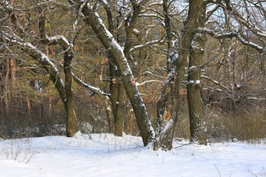 kış manzara meşe ormanında