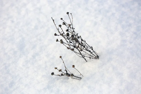 Frozen Plant Winter Snow Meadow — Stock Photo, Image