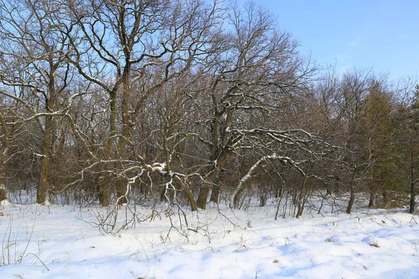 Oak Trees Forest Winter Day — Stock Photo, Image