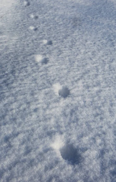 Streszczenie Ślady Powierzchni Śniegu — Zdjęcie stockowe