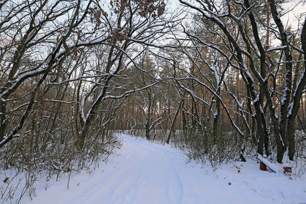 Schöne Winterszene Wald — Stockfoto