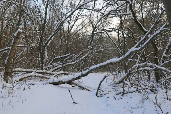 Fina Vinter Scen Djupa Skogen — Stockfoto