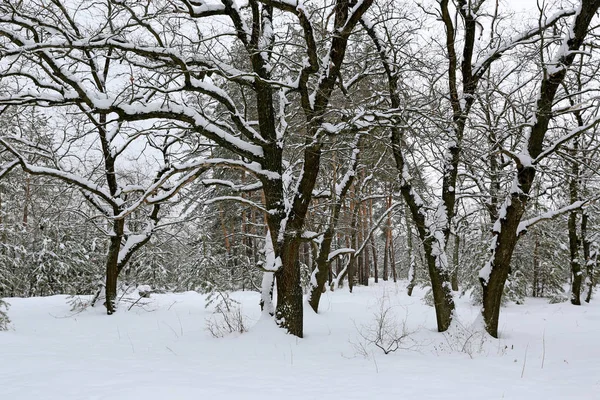 Paysage Hivernal Avec Chênes Sous Neige — Photo